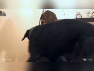 The New Trend in Pornography: Bestiality with Dogs