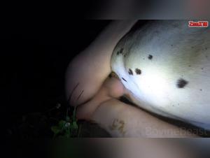 The Irresistible Power of Savagery