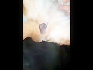Discover the forbidden pleasures of zoophilia in bestiality sex videos