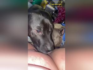 sado-zoophilia: prohibited kisses and animal submission