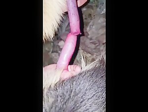 Zoophilia video: extreme sex with an animal