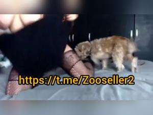 New video: The slut lets herself be fucked by her dog