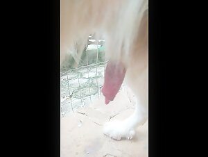A shocking and exciting zoophilia video