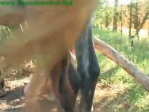 Zoophilia Explotada