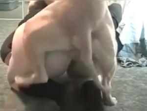 Salopes Déchaînées :  Obsession Canine Hardcore