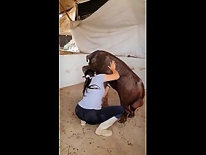 pig, wild sex, excess limits, explicit videos