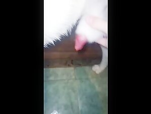 Video of Extreme Sex with a Dog