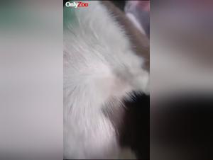 Cruel Bestiality: Canine Debauchery and Human Depravity