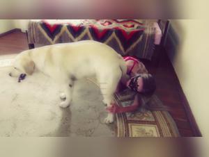 Fuck with dog: a libertine overalls and an erotic dog in a dogsex porn