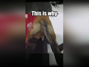 Hidden zoophilia?
