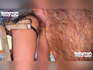 Unrestrained animal fucking: the pig Pumbaa will release his rage