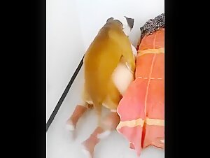 Shocking dog sex video