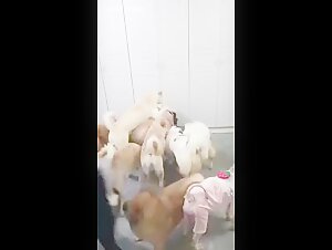 Watch this Extreme Bestiality Video