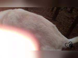 Insatiable blonde & devouring dog: a revealed taboo