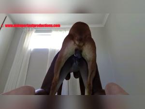 poder canino, sumision irresistible