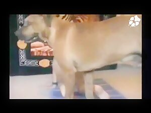 Bestiality sex video with a woman and her dog