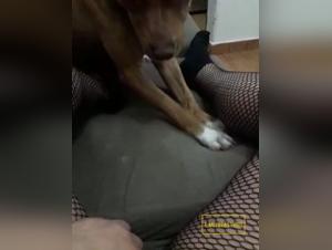 Canine Domination, Unrestrainable Desire