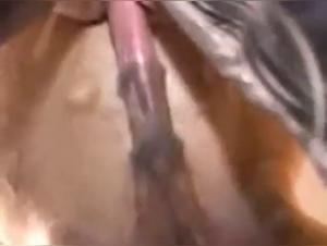 Animal Libertiny: Discover the Obsession with Horses