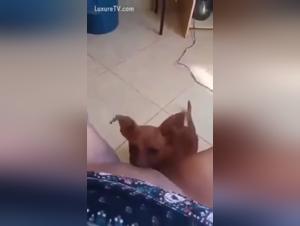 Exploring Deep Desires: Canine and Human Sexuality