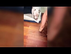 A sexy night with the dog: the Arab girl sucks her parrot
