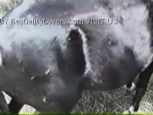 Lick and Enjoy: Lesbians swallow the Cow's Fecal Orine