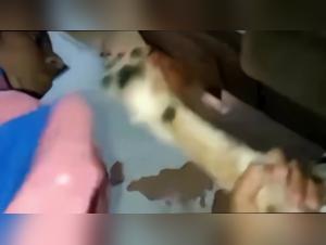 Seduccion Animal: Explore the Limits of Desire