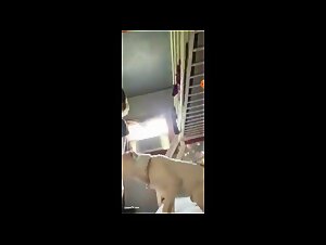 Study of the slut sucking her dog, slut sex, slut beurette.