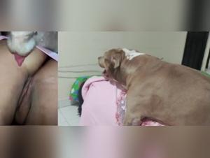 Ferret Seducers: Canine Domination and Salacious Delights