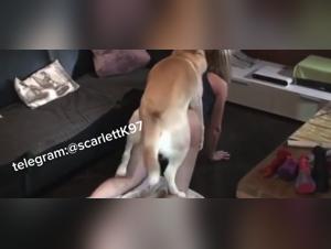 k9 delights and zoophilic fantasies revealed