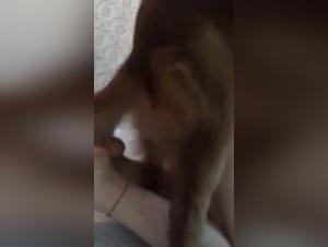 Animal Debauchery: Incredible HD Video Q1428912960