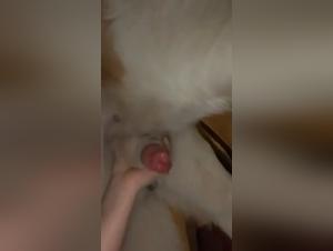 Brutal submission, animal satisfaction