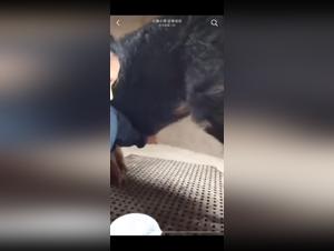satisfied his desire, extreme animal sex