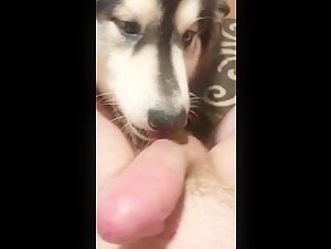 Bestiality sex video: experience the extreme