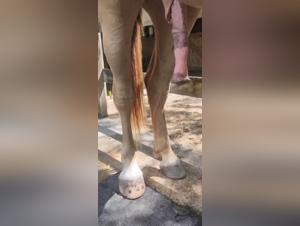 whore sucks his horse, bestial desires