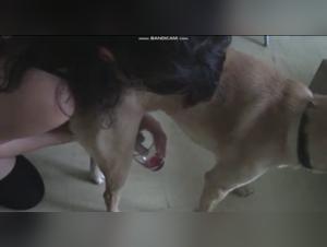 Limites transgredidos: una exploracion sulfurosa del intenso sexo canino.