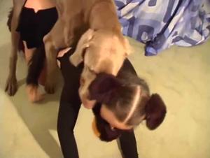 Hardcore sexual act: Dominaion canine and brute enjoyment