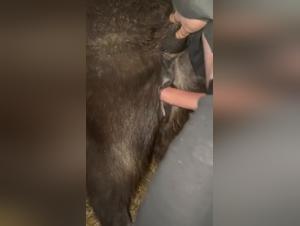 Animal Guilt - Wild fuck with a foal