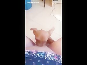 Discover the forbidden pleasures of bestiality