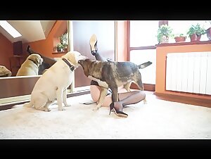Explore the limits of zoophilia with Yasmin and her two four-legged friends