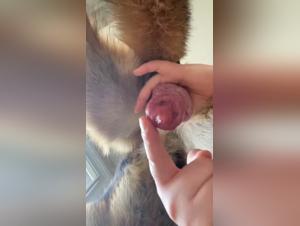 Bestial Double Penetration: Canine Frustration and Violent Ejaculation