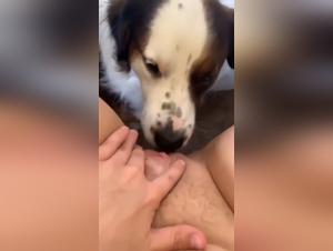 Canine domination, exacerbated animal impulses
