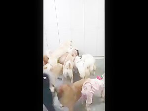 Bestiality sex videos with a woman and her many dogs