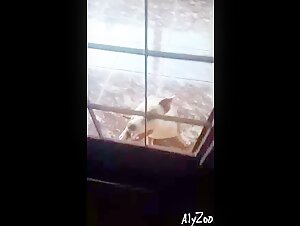Dog sex videos: discover the best bestiality scenes