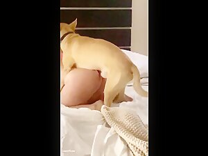 Shocking video: a woman cheats on her husband with a dog