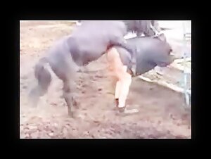 Videos of Bestiality with Horses