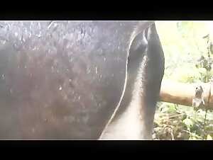 Extreme bestiality video with a woman and a stud