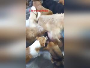 Kiss with animal: A forbidden passion revealed