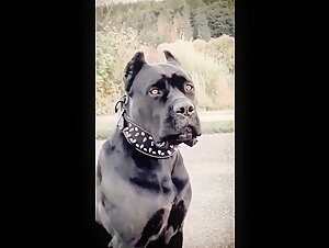 Bestiality sex video: a woman and her dog Cane Corso