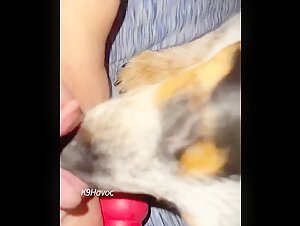 Dog sex video: an unexpected encounter