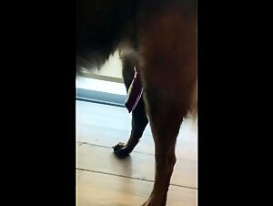 Le sexe avec le chien roux brun de la brunette est incroyablement hot, car la chatte s'éveille avec un gros édifice rouge, pour rendre ce moment particulièrement excitant.